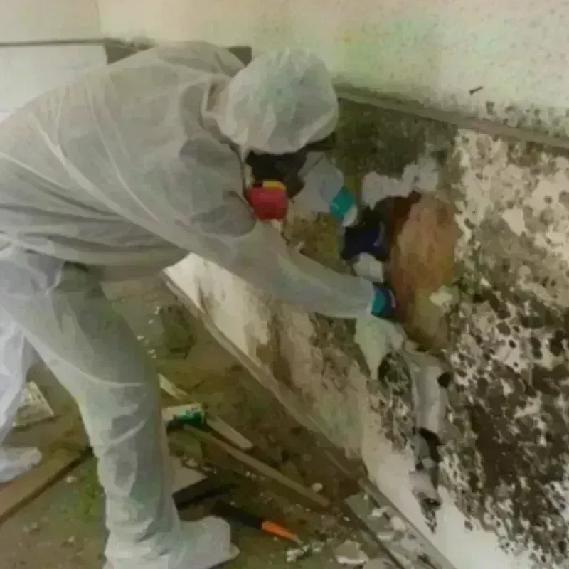 Mold Remediation and Removal in Silt, CO